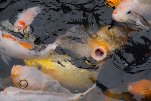 2019_09_15_111513_091